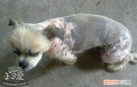 狗狗皮肤发黑什么原因 狗狗皮肤发黑是为什么