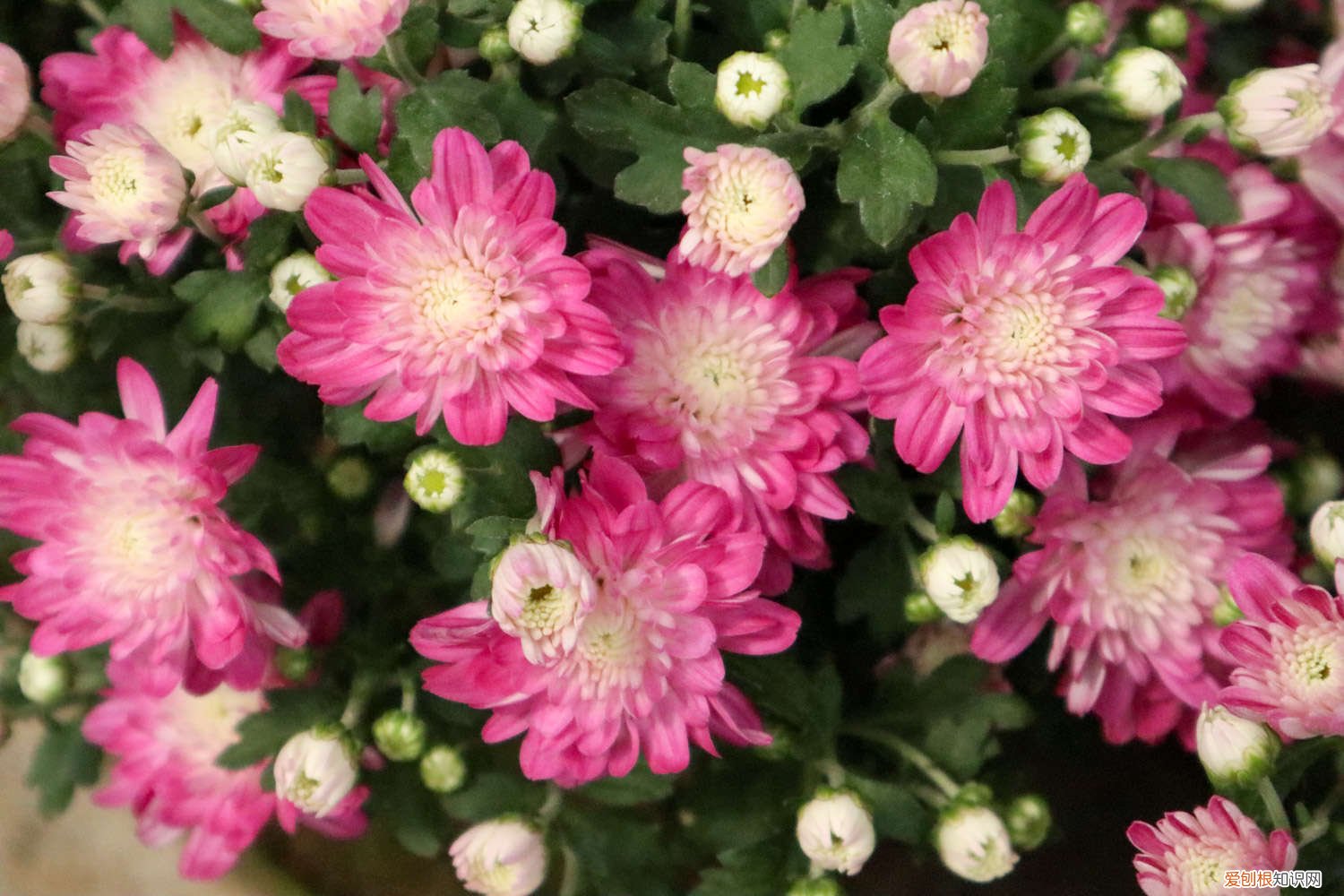 盆栽月月菊的养殖方法 月月菊花的养殖方法