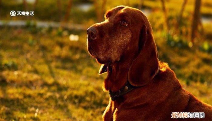 世界名犬排行榜 世界名犬排行榜前10