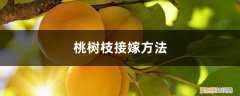 桃树的枝接方法 桃树枝接嫁方法