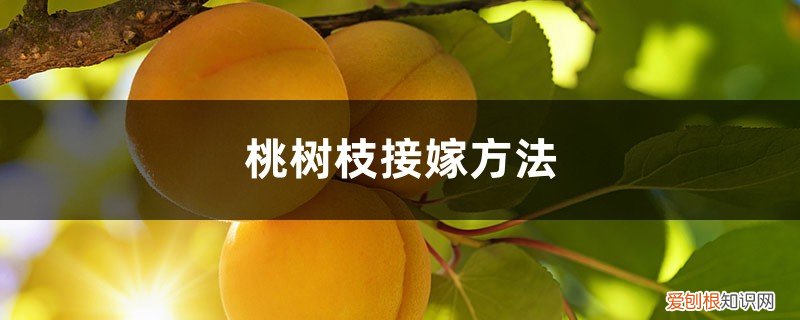 桃树的枝接方法 桃树枝接嫁方法