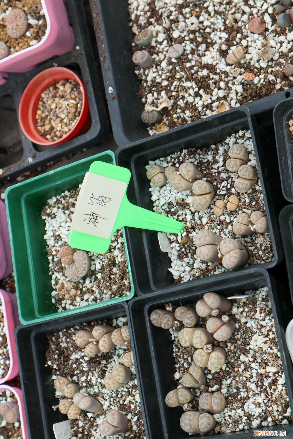 生石花开花后有种子吗图片 生石花开花后有种子吗