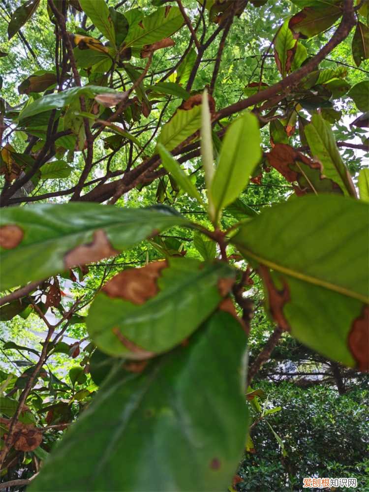 枇杷种子能种出枇杷树吗 枇杷的种子可以种吗