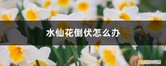 水仙叶子倒伏咋办 水仙花倒伏怎么办