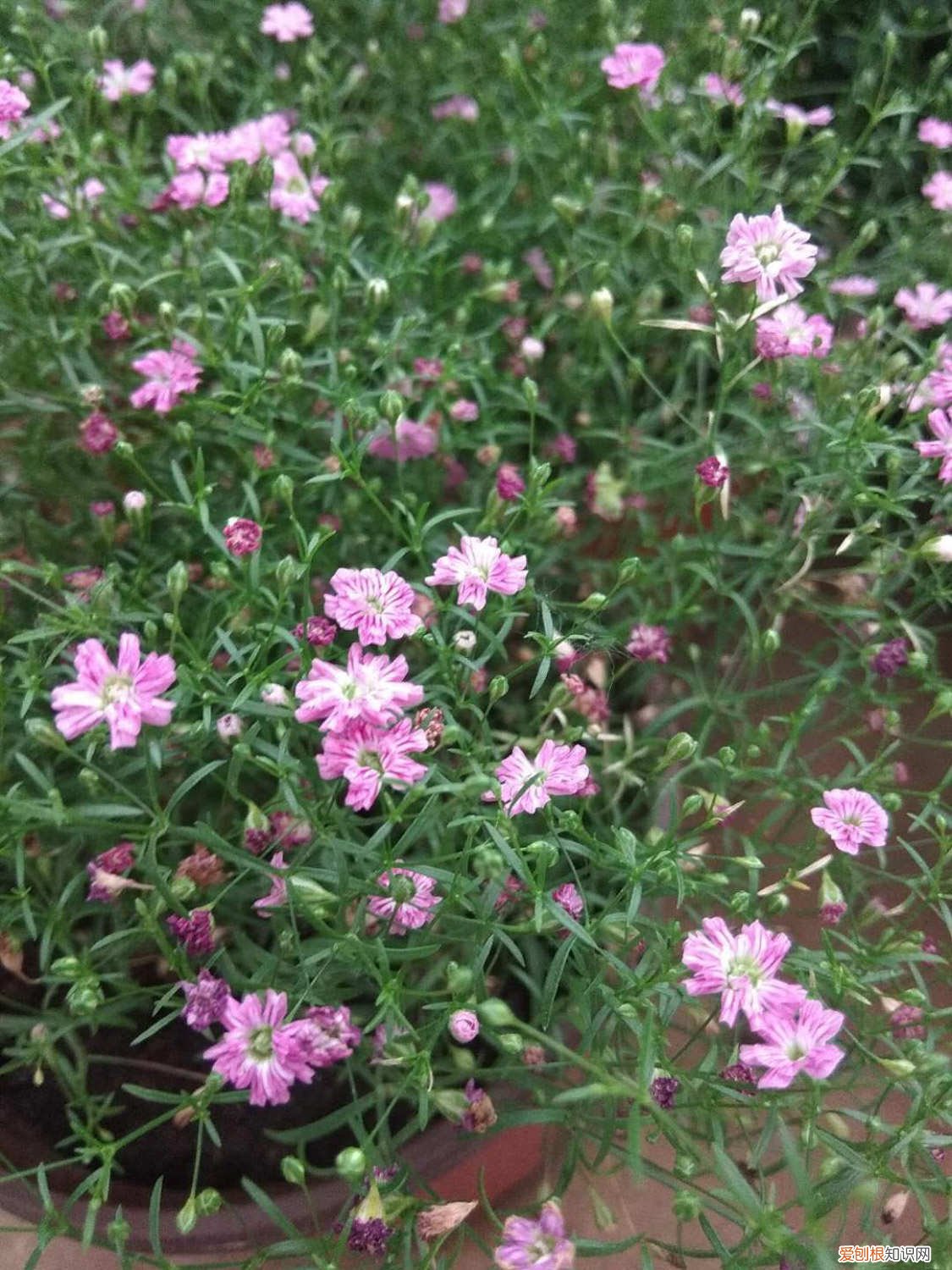满天星发芽后需要移栽吗 满天星发芽后怎么养