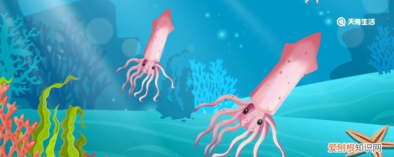 海蜇头是水母的哪个部位 可以吃吗
