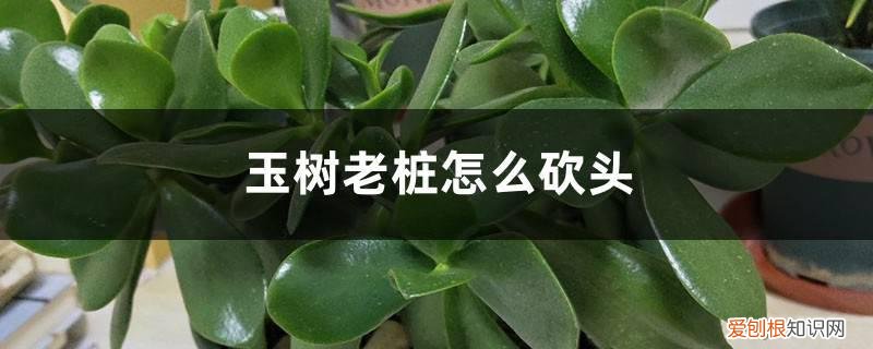怎样剪玉树快速成老桩 玉树老桩怎么砍头
