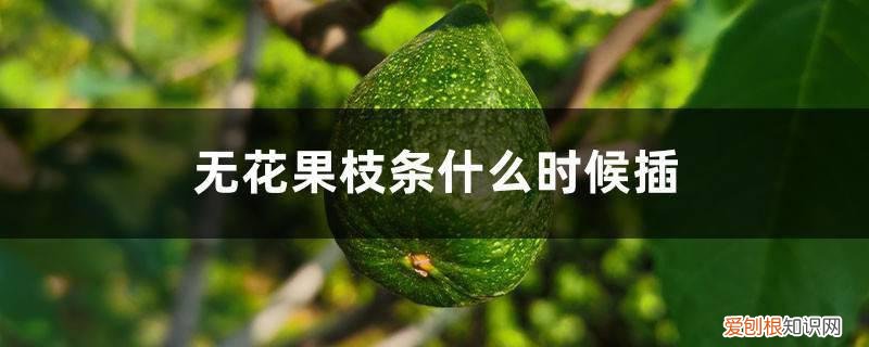 无花果枝条什么时候插最好 无花果枝条什么时候插