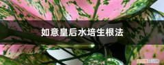 如意皇后怎样发根 如意皇后水培生根法