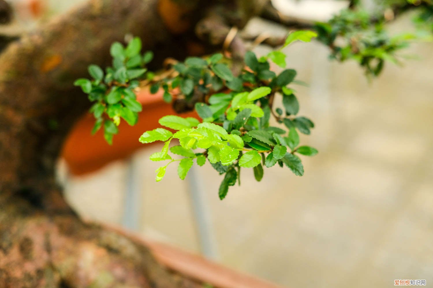 榆树可以嫁接什么花树 榆树怎样嫁接桂花