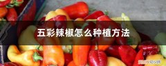 五彩辣椒种植技术与管理 五彩辣椒怎么种植