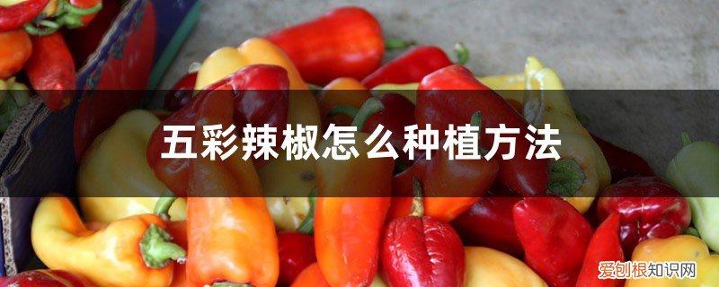 五彩辣椒种植技术与管理 五彩辣椒怎么种植