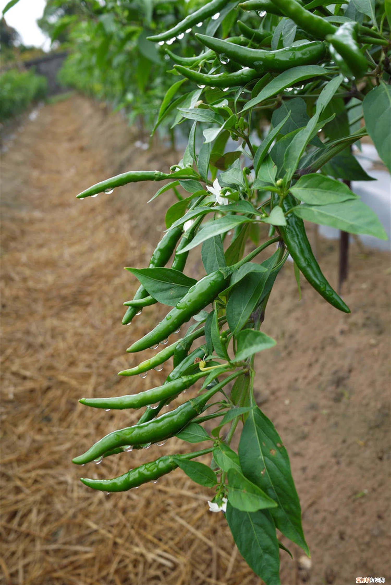 五彩辣椒种植技术与管理 五彩辣椒怎么种植