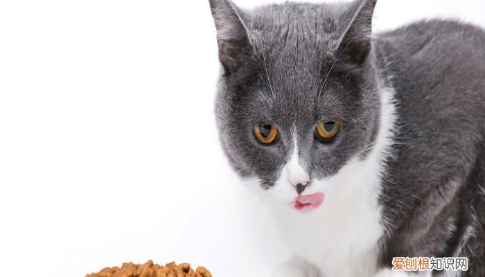 猫粮品牌排行榜 猫粮品牌排行榜前10