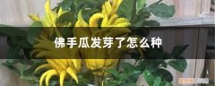 佛手瓜发芽了怎么种出来 佛手瓜发芽了怎么种
