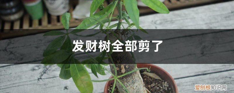 发财树叶剪了能再发吗 发财树枝叶可以全剪了吗