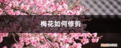 梅花如何修剪过冬 梅花如何修剪