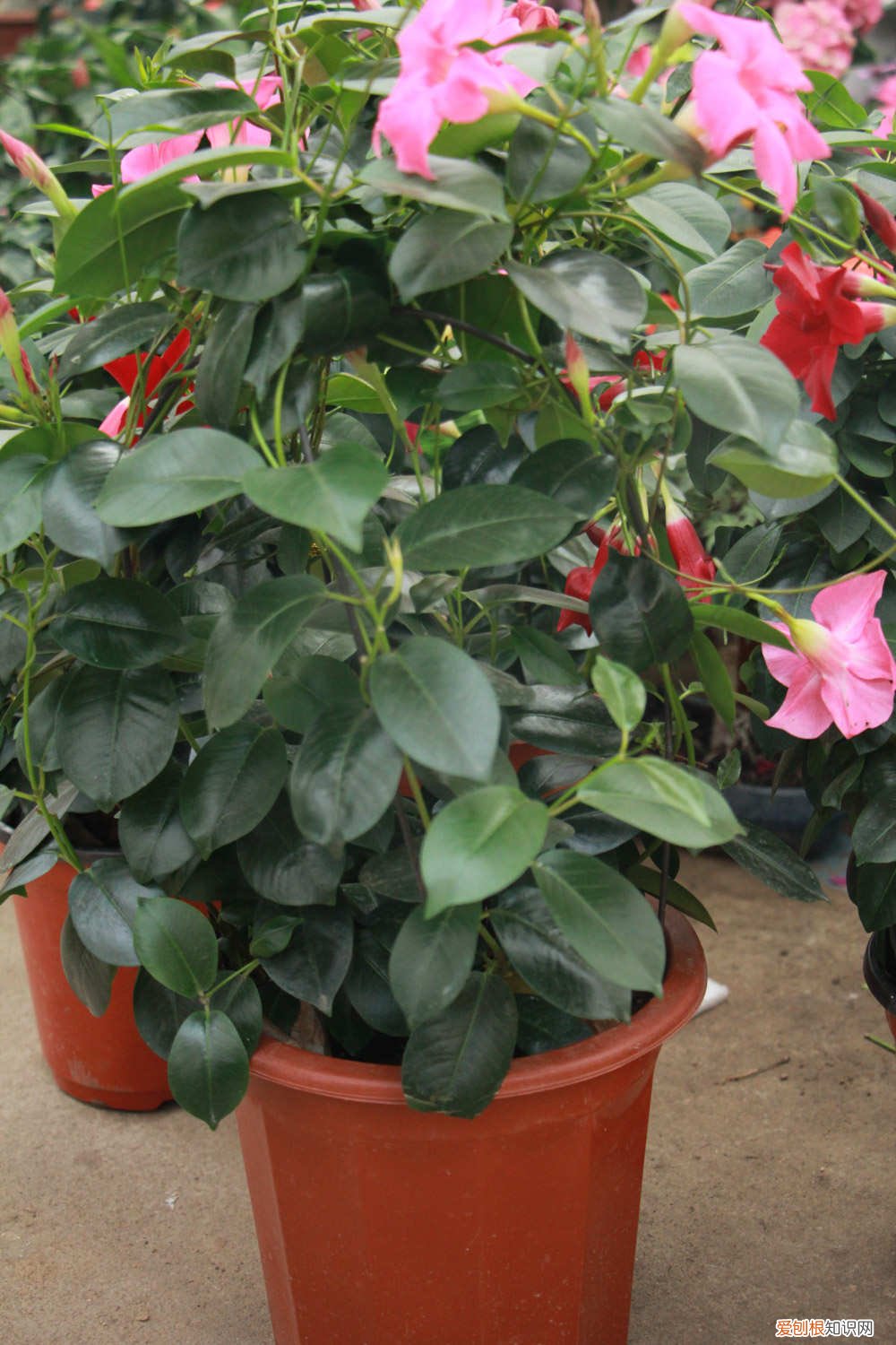 飘香藤如何搭架子视频 飘香藤如何搭架