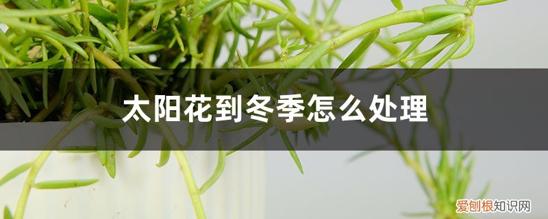 太阳花要怎么过冬 太阳花到冬季怎么处理