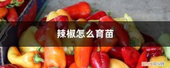 辣椒怎么育苗视频 辣椒怎么育苗