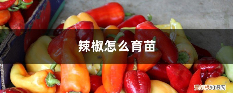 辣椒怎么育苗视频 辣椒怎么育苗