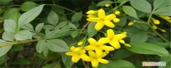 探春花修剪方法和技巧 探春花修剪方法