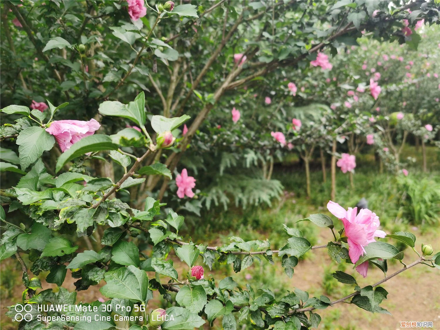 木槿花洗根能活吗 木槿枝泡水能生根吗