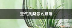 空气凤梨的叶子能繁殖吗 空气凤梨怎么繁殖