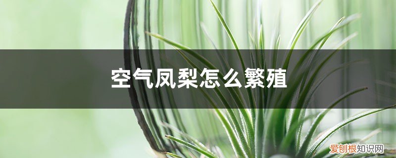 空气凤梨的叶子能繁殖吗 空气凤梨怎么繁殖
