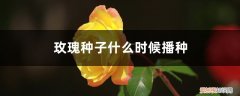 玫瑰种子什么时候播种合适 玫瑰种子什么时候播种