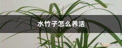 水竹子怎么养活的久 水竹子怎么养活