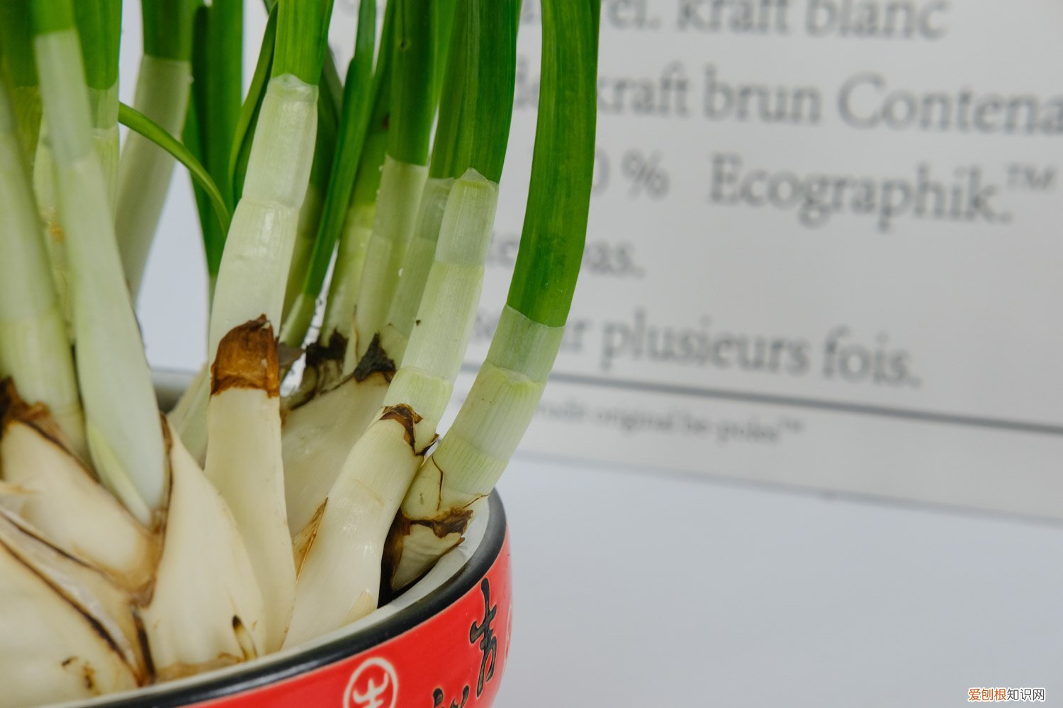 水仙花剪掉还能长吗 水仙花剪掉能再长吗
