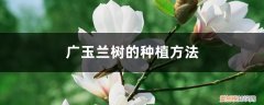 广玉兰大树栽植技术和养护 广玉兰树的种植方法