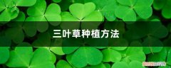 盆栽三叶草种植方法 三叶草种植方法