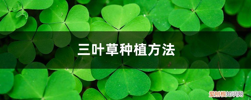 盆栽三叶草种植方法 三叶草种植方法