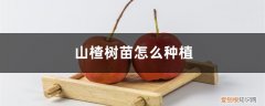 山楂树苗种植第一年怎么管理 山楂树苗怎么种植