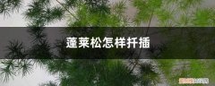 蓬莱松枝条断了能插生根吗? 蓬莱松可以扦插吗