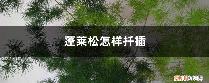 蓬莱松枝条断了能插生根吗? 蓬莱松可以扦插吗