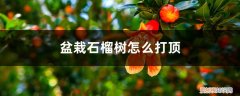 盆栽石榴树怎么打顶视频 盆栽石榴树怎么打顶