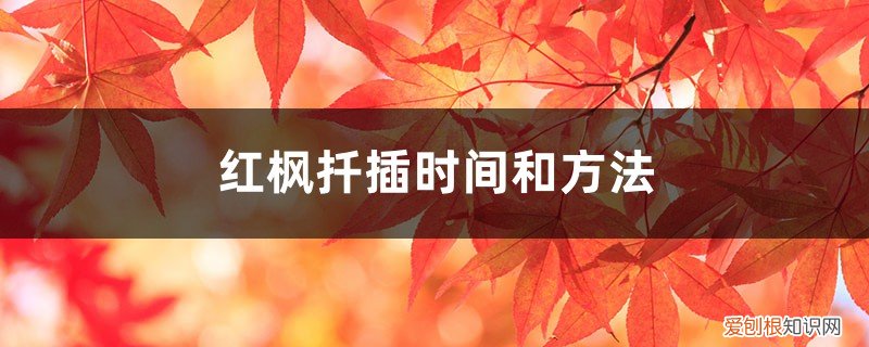 红枫硬枝扦插在什么时候进行最好 红枫扦插时间和方法