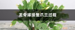 龙骨能嫁接蟹爪兰吗? 龙骨能嫁接蟹爪兰吗
