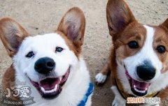 狗狗流清鼻涕怎么办? 狗狗流清鼻涕怎么回事