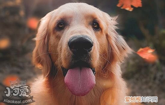 狗狗流清鼻涕怎么办? 狗狗流清鼻涕怎么回事