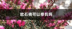 欧石楠需要修剪吗 欧石楠可以修剪吗
