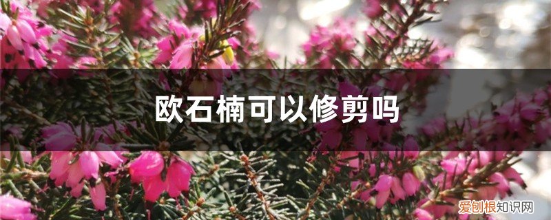 欧石楠需要修剪吗 欧石楠可以修剪吗