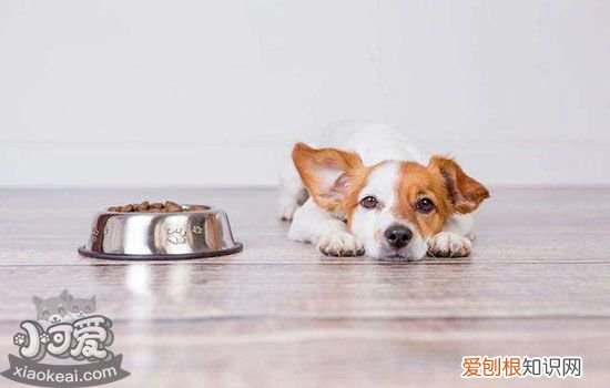 狗吃了洋葱该怎么办 狗狗吃了洋葱会怎样