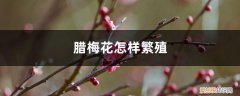 腊梅花怎么育种 腊梅花怎样繁殖
