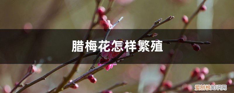 腊梅花怎么育种 腊梅花怎样繁殖