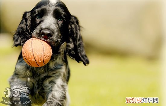 狗狗拉稀一般几天能好 至少有这3种原因会导致狗狗拉稀