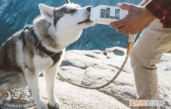狗狗口水多怎么回事还浓稠 狗狗口水多怎么回事